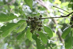 Terminalia bellirica